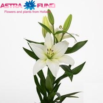 Lilium Longiflorum x Aziatische Grp 'Merluza' foto