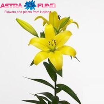 Lilium Longiflorum x Aziatische Grp 'Morandi' photo