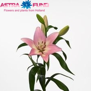 Lilium Longiflorum x Aziatische Grp 'Moselle' foto