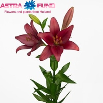 Lilium Longiflorum x Aziatische Grp 'Noranda' photo