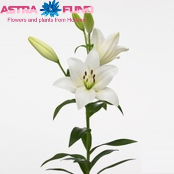 Lilium Longiflorum x Aziatische Grp 'Nova Scotia' photo