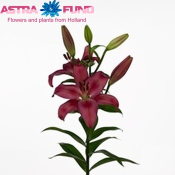 Lilium Longiflorum x Aziatische Grp 'Opportunity zdjęcie