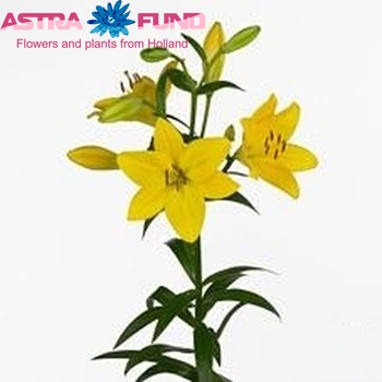 Lilium Longiflorum x Aziatische Grp 'Orriolo' foto