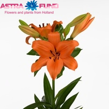 Lilium Longiflorum x Aziatische Grp 'Pavane' фото