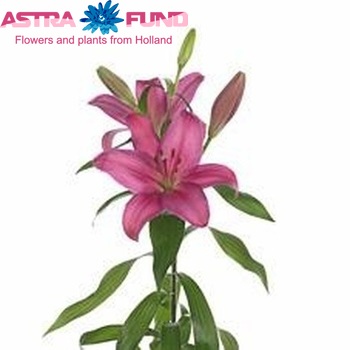 Lilium Longiflorum x Aziatische Grp 'Pirandello' foto