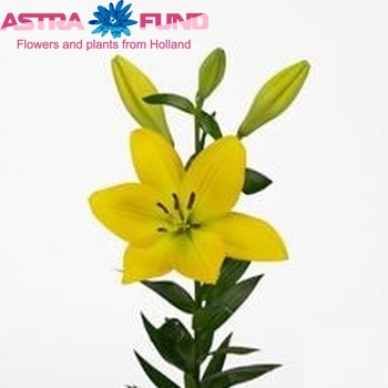 Lilium Longiflorum x Aziatische Grp 'Pratolo' foto