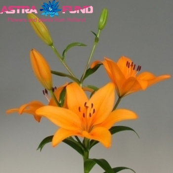 Lilium Longiflorum x Aziatische Grp 'Puma' zdjęcie