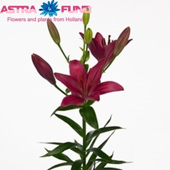 Lilium Longiflorum x Aziatische Grp 'Relucida' photo