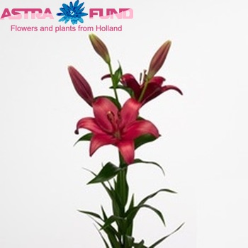 Lilium Longiflorum x Aziatische Grp 'Renesse' foto