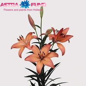 Lilium Longiflorum x Aziatische Grp 'Royal Sunset' Foto