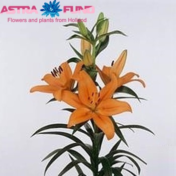 Lilium Longiflorum x Aziatische Grp 'She' zdjęcie