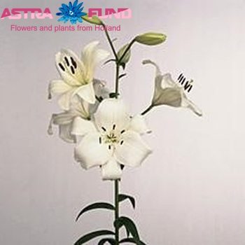 Lilium Longiflorum x Aziatische Grp 'Sylvana' foto