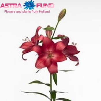 Lilium Longiflorum x Aziatische Grp 'Tamburo' zdjęcie