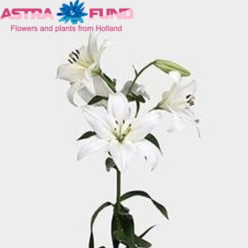 Lilium Longiflorum x Aziatische Grp 'Timaru' Foto