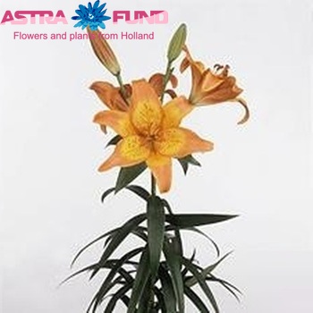 Lilium Longiflorum x Aziatische Grp 'Vera Cruz' foto