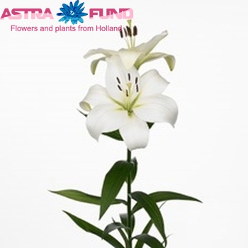 Lilium Longiflorum x Aziatische Grp 'Verviers' zdjęcie