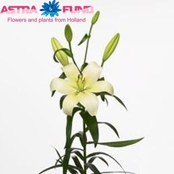 Lilium Longiflorum x Aziatische Grp 'Vivendi' zdjęcie