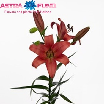 Lilium Longiflorum x Aziatische Grp 'Wiener Blut' Foto