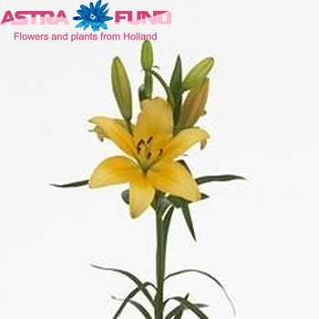 Lilium Longiflorum x Aziatische Grp 'Yellow Thunder' photo