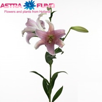 Lilium Longiflorum x Oriental Grp 'Dolcetto' photo