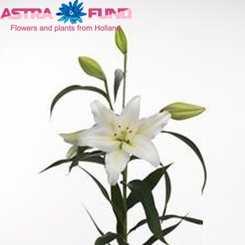 Lilium Longiflorum x Oriental Grp 'Gizmo' Foto