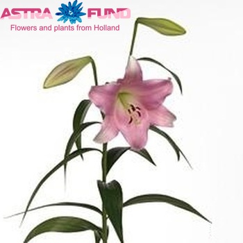 Lilium Longiflorum x Oriental Grp Novita zdjęcie