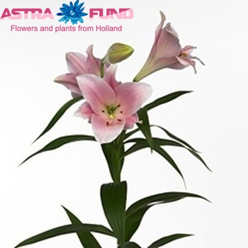 Lilium Longiflorum x Oriental Grp Sensation Chiara фото