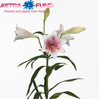 Lilium Longiflorum x Oriental Grp Sensation Kariba foto