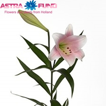 Lilium Longiflorum x Oriental Grp Sensation Santa Rosa zdjęcie