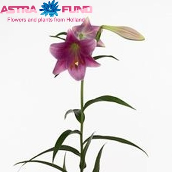 Lilium Longiflorum x Oriental Grp Sensation Vendella Foto