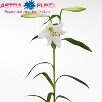 Lilium Longiflorum x Oriental Grp 'Tanita' photo