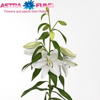 Lilium Longiflorum x Oriental Grp 'Terni' foto