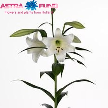 Lilium Longiflorum x Oriental Grp White Triumph zdjęcie