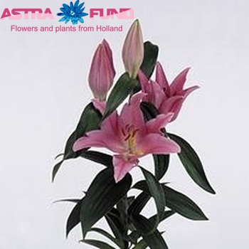 Lilium Or  'Argentina' zdjęcie