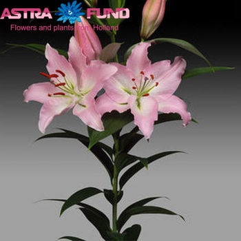 Lilium Or  'Biscarrosse' zdjęcie