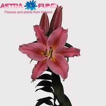 Lilium Or 'Acapulco' photo