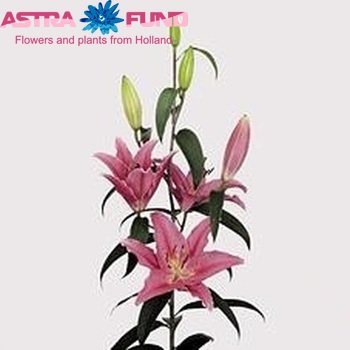 Lilium Or 'Aktiva' zdjęcie