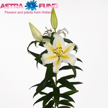 Lilium Or 'Alessia' zdjęcie