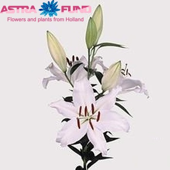 Lilium Or 'Alma Ata' zdjęcie