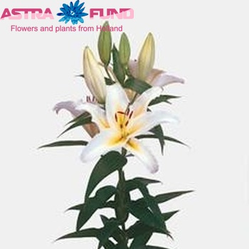 Lilium Or 'Anais Anais' Foto