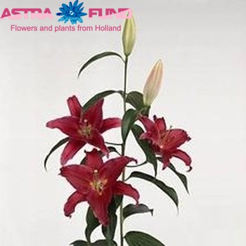 Lilium Or 'Arabian Red' foto