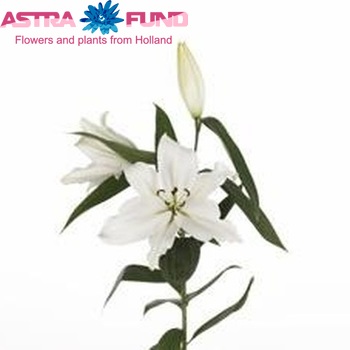 Lilium Or 'Ariosto' Foto