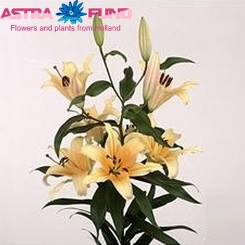 Lilium Or 'Avocado' zdjęcie