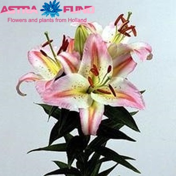 Lilium Or 'Bergamo' zdjęcie