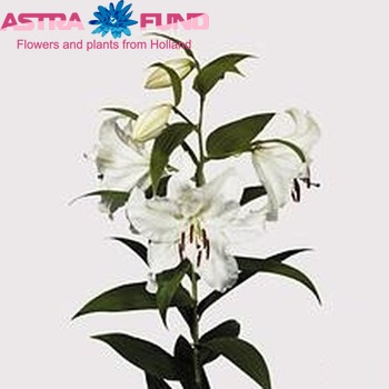 Lilium Or 'Casa Blanca' photo