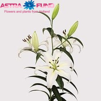 Lilium Or 'Cassandra' photo