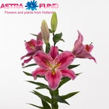 Lilium Or 'Cassini' zdjęcie