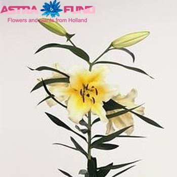 Lilium Or Conca d'Or zdjęcie