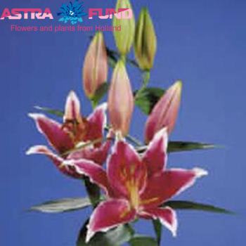 Lilium Or. Curie Foto