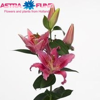 Lilium Or 'Dynamite' photo